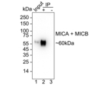 MICA/MICB Antibody in Immunoprecipitation (IP)