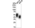 MICA/MICB Antibody in Western Blot (WB)