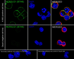 B7-H6 Antibody in Immunocytochemistry (ICC/IF)