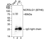 B7-H6 Antibody in Immunoprecipitation (IP)