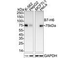B7-H6 Antibody in Western Blot (WB)