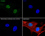 FOXM1 Antibody in Immunocytochemistry (ICC/IF)