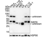 SIRT6 Antibody in Western Blot (WB)