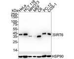 SIRT6 Antibody in Western Blot (WB)
