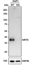 SIRT6 Antibody in Western Blot (WB)