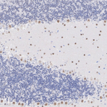 RORA Antibody in Immunohistochemistry (Paraffin) (IHC (P))