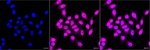 14-3-3 alpha/beta Recombinant Rabbit Monoclonal Antibody (25GB2045)