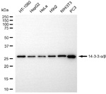 14-3-3 alpha/beta Antibody in Western Blot (WB)