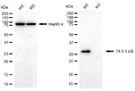 14-3-3 alpha/beta Antibody in Western Blot (WB)