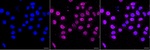 FOXO3A Recombinant Rabbit Monoclonal Antibody (25GB2940)