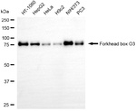 FOXO3A Antibody in Western Blot (WB)