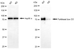 FOXO3A Antibody in Western Blot (WB)