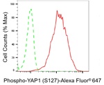 Phospho-YAP1 (Ser127) Antibody in Flow Cytometry (Flow)