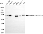 Phospho-YAP1 (Ser127) Antibody in Western Blot (WB)