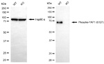 Phospho-YAP1 (Ser127) Antibody in Western Blot (WB)