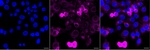 Phospho-Vimentin (Ser72) Antibody in Immunocytochemistry (ICC/IF)