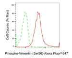 Phospho-Vimentin (Ser56) Antibody in Flow Cytometry (Flow)