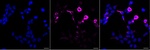 Phospho-Vimentin (Ser56) Antibody in Immunocytochemistry (ICC/IF)