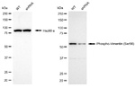 Phospho-Vimentin (Ser56) Antibody in Western Blot (WB)