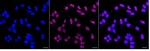 Phospho-SMAD3 (Ser423, Ser425) Antibody in Immunocytochemistry (ICC/IF)