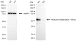 Phospho-SMAD3 (Ser423, Ser425) Antibody in Western Blot (WB)