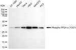 Phospho-PP2A alpha (Tyr307) Antibody in Western Blot (WB)