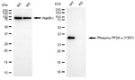 Phospho-PP2A alpha (Tyr307) Antibody in Western Blot (WB)