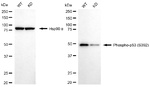 Phospho-p53 (Ser392) Antibody in Western Blot (WB)