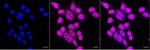 Phospho-TBK1 (Ser172) Recombinant Rabbit Monoclonal Antibody (25GB2150)