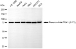 Phospho-TBK1 (Ser172) Antibody in Western Blot (WB)