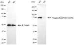 Phospho-TBK1 (Ser172) Antibody in Western Blot (WB)