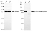 Phospho-MSK1 (Ser376) Antibody in Western Blot (WB)