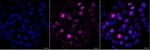 Phospho-KID (Ser427) Antibody in Immunocytochemistry (ICC/IF)