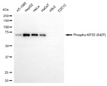 Phospho-KID (Ser427) Antibody in Western Blot (WB)