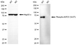 Phospho-KID (Ser427) Antibody in Western Blot (WB)
