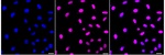 Phospho-JunD (Ser255) Recombinant Rabbit Monoclonal Antibody (23GB6555)