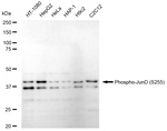 Phospho-JunD (Ser255) Antibody in Western Blot (WB)