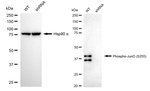 Phospho-JunD (Ser255) Antibody in Western Blot (WB)