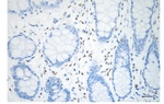 Phospho-Histone H3.3 (Ser31) Antibody in Immunohistochemistry (Paraffin) (IHC (P))