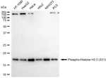 Phospho-Histone H3.3 (Ser31) Antibody in Western Blot (WB)