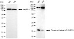 Phospho-Histone H3.3 (Ser31) Antibody in Western Blot (WB)
