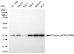 Phospho-eIF4E (Ser209) Antibody in Western Blot (WB)