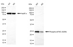 Phospho-eIF4E (Ser209) Antibody in Western Blot (WB)