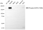 Phospho-EGFR (Tyr1068) Antibody in Western Blot (WB)