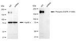 Phospho-EGFR (Tyr1068) Antibody in Western Blot (WB)