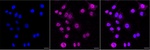 Phospho-EGFR (Tyr1173) Antibody in Immunocytochemistry (ICC/IF)