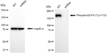 Phospho-EGFR (Tyr1173) Antibody in Western Blot (WB)