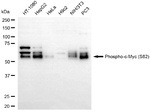 Phospho-c-Myc (Ser62) Antibody in Western Blot (WB)