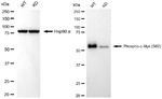 Phospho-c-Myc (Ser62) Antibody in Western Blot (WB)