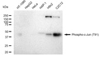 Phospho-c-Jun (Thr91) Recombinant Rabbit Monoclonal Antibody (23GB4500)